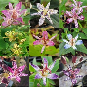 Tricyrtis Collection
